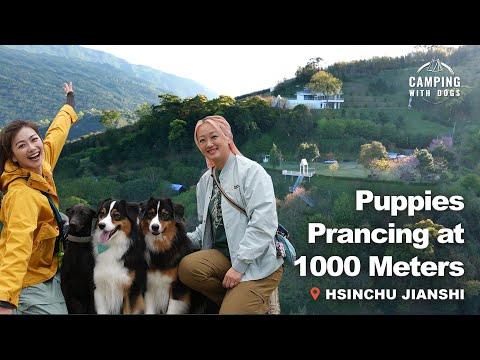 Camping at One Thousand Meters | Camping with Dogs