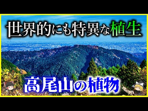 【ゆっくり解説】世界的にも特異な植生…なぜブナの木が生えてる？「高尾山の植物」を解説/自生している植物は1600種以上⁉️観光地レビューで三ツ星⁉️