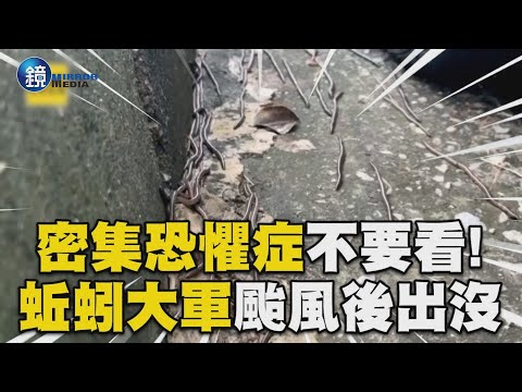 密集恐懼症不要看！高雄出現蚯蚓大軍「爬滿整條街」民眾頭皮發麻｜鏡週刊