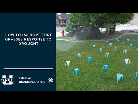 How to Improve Turf grasses Response to Drought