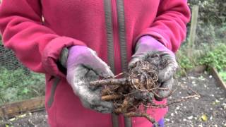 How to: Plant Rhubarb