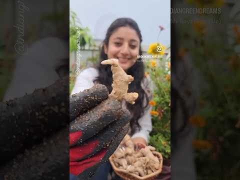 Starting haldi/ turmeric in grow bags   #containergardening