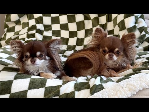 EPIC Chihuahua Fight