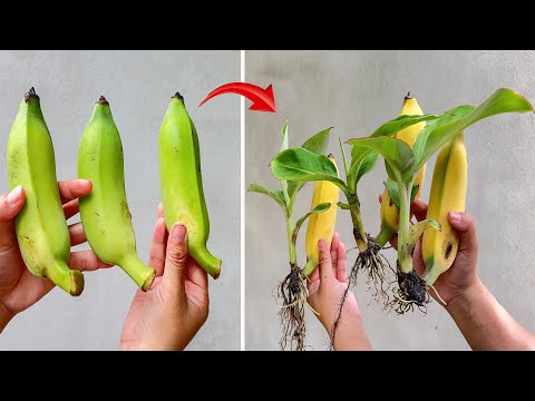 The best banana propagation techniques, Using beer and coca cola to stimulate growth