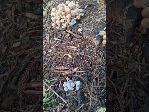 1208 south florida wild 🍄 mushrooms patch