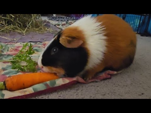 Guinea pig & a BIG carrot!