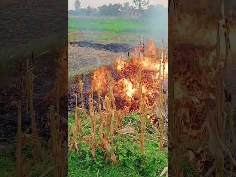 Burning of remaining parts of corn after harvest #fire #airpollution #heavyfire #corn