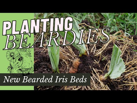 PLANTING BEARDED IRIS into NEW BEDS! // Transplanting Bearded Iris Rhizomes // Backyard Flower Farm