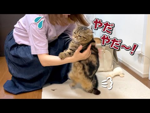 おしり歩きをした猫を大嫌いな病院に連れていくのが大変すぎました…