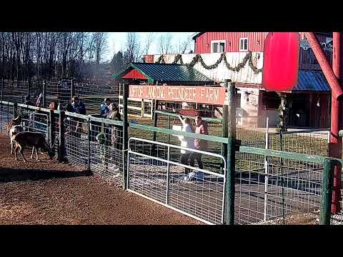 ReindeerCam Live Stream