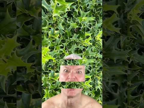 BUshy (Holly) #funny #music #metal #rock #headbanger #funnysong