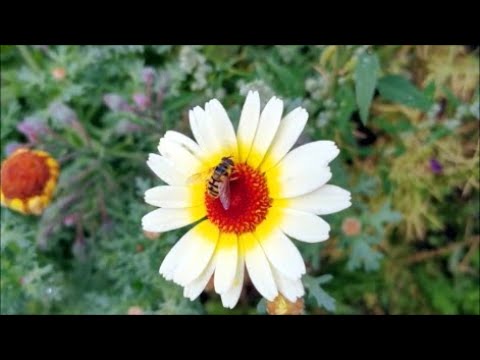 How to Grow Chrysanthemums from Seed