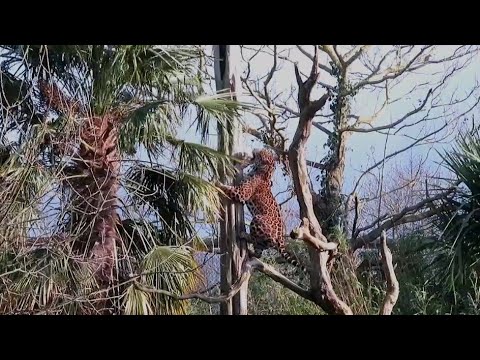 Jaguar Climbing Post for Food at Chetser Zoo - 11/02/24