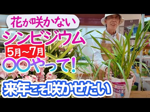 【花が咲かないシンビジウム5月～7月】これやると来年は花が咲くよ～