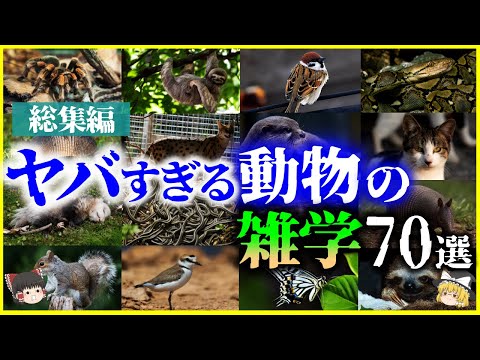 【ゆっくり解説】【総集編】眠れなくなるほどヤバくて面白い「動物の雑学」70選を解説/飼ったら逮捕⁉️嘘をつく？紛らわしい？他【作業用】【睡眠用】