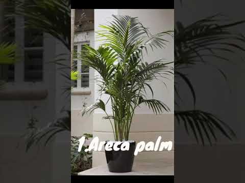 Air Purifying Plants.. #shortvideo