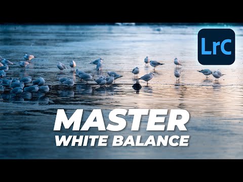 Master White Balance in Lightroom | Tutorial Tuesday