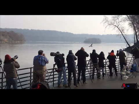 Bald Eagle Series (7) 2022 Fall Season - Return of the King at Conowingo Maryland 1080P