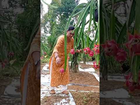 Dragon Fruit Plantation | Thodupuzha