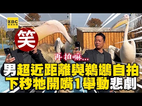 男超近距離與鵜鶘自拍！下秒牠開嘴1舉動結局笑翻 @cosmosviral