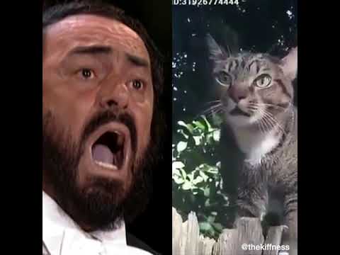 Pavarotti vs Catarotti