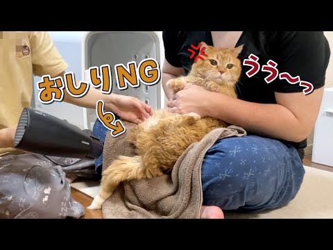 苦手なおしりにドライヤーを当てられて初めて唸りをあげる猫！