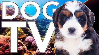 Dog TV! Calm Your Dog at Home with Aquarium Coral Reef TV [NO ADS]