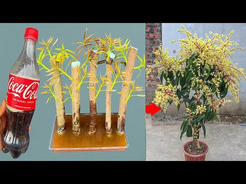 Super fast mango cuttings tips using Coca Cola