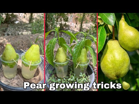 Pear tree growing with lemon juice and aloe Vera| lemon unique and healthy harmonie l #trendingvideo