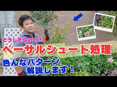 株元からベーサルシュート】ほうき状どうするの？ここで切る!!