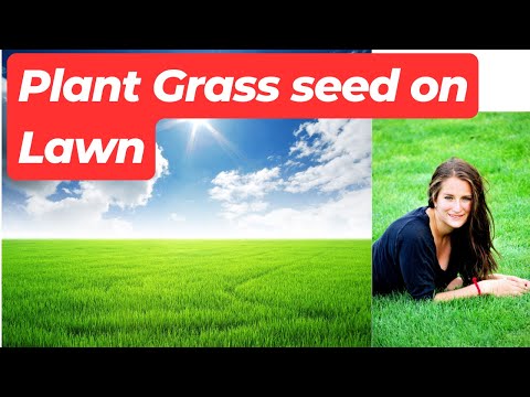 How to Plant Grass seed on Lawn | Establishing New Lawn With Grass Seed