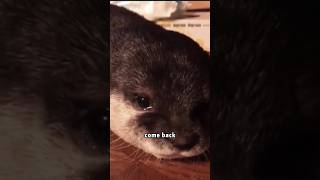 Crying little otter 🦦 #rescue #animals #shortvideo #cute