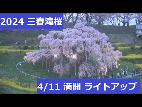 【満開】2024三春滝桜 アーカイブ (4/11  17:00～19:00  ライトアップあり)