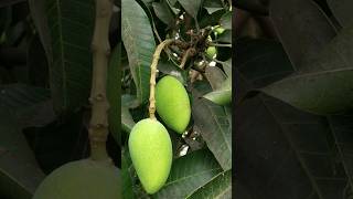 Mango in tree #mango  #tree #mangotrees #aam #youtubeshorts #shorts