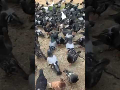 crowded pigeons at  riverside #animals #pigeon #animals #shorts