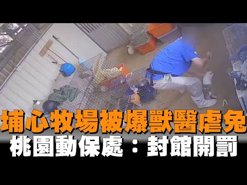 埔心牧場被爆獸醫虐兔　桃園動保處：封館開罰