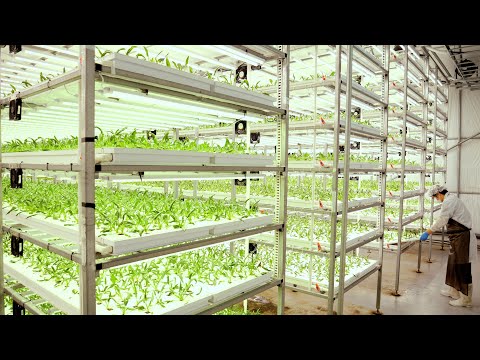 Farming is also science! The process of growing healthy spinach by Korean scientists.