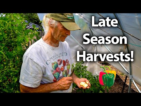 His Season of Growing is about to finish!🌶️ Late Season Harvests + Summer Plans!