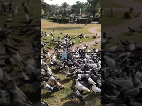 #shorts#ytshorts#shortsvideo #shortsfeed#pigeons