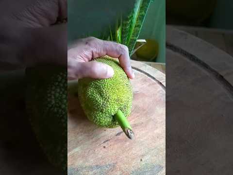 Baby Jackfruit ! @MyDroolingsRecipes