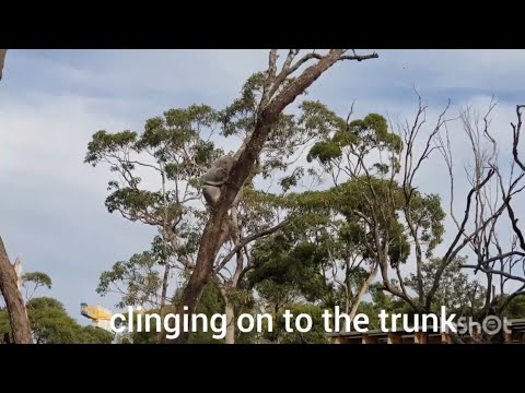 【酷僑專區】跟著海外學生一起環遊世界｜澳洲雪梨市｜2024｜Taronga Zoo