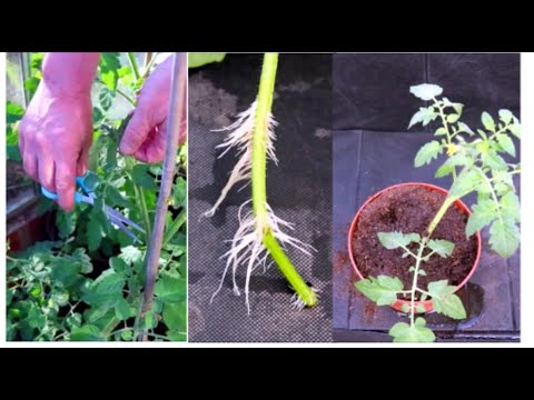 How to Grow Tomatoes from Cuttings