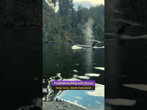 Surprised by an Orca While Paddleboarding in Deep Cove, North Vancouver