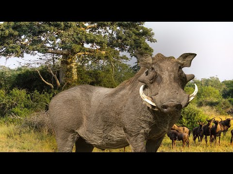 Operation Noah's Ark In Action: Rescuing Animals Trapped By The Kariba Dam | Our History