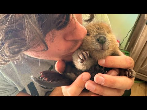 How to Catch and Cook Baby Beaver