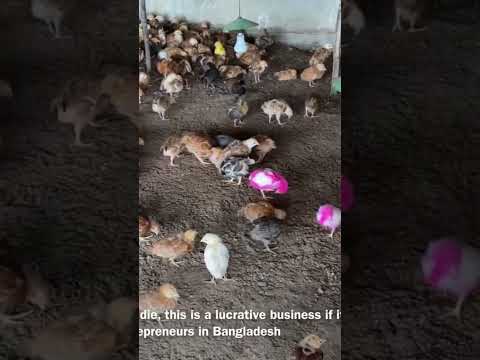 Poultry farming in Bangladesh for profit#farming #poultry #chicken #chicks #hatching