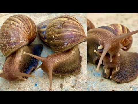 unbelievable!!!! Snail Making Love .Amazing snail making love video .