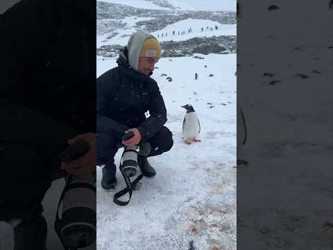 Penguin not sure what humans are doing at the ICE WALL 🇦🇶