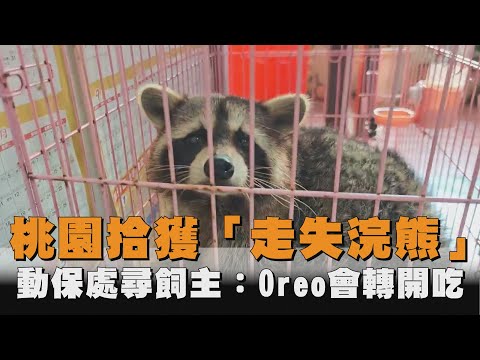 阿嬤養的？桃園八德拾獲「超巨大」走失浣熊　吃OREO前會轉一轉分開吃