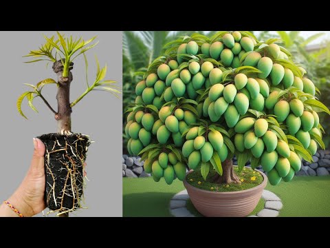 Great Method Way To Transplant Dwarf Mango Tree and get good results. with Aloe Vera,husky ash soil